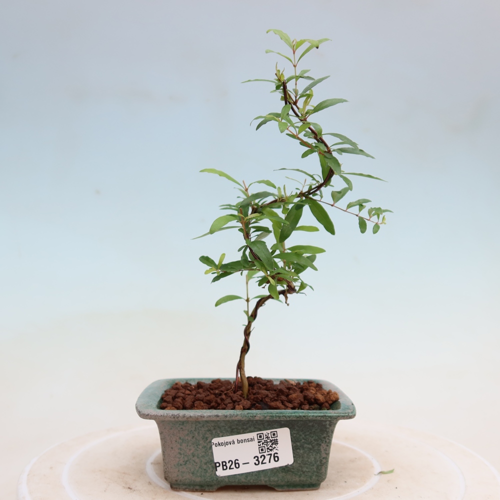 Pokój bonsai - PUNICA granatum nana - jabłko granatu