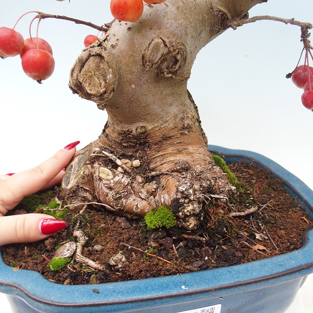 Bonsai plenerowe - Malus Halliana - Jabłoń drobnoowocowa