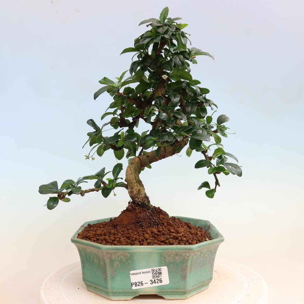 Bonsai pokojowe - Carmona macrophylla - Tea fuki