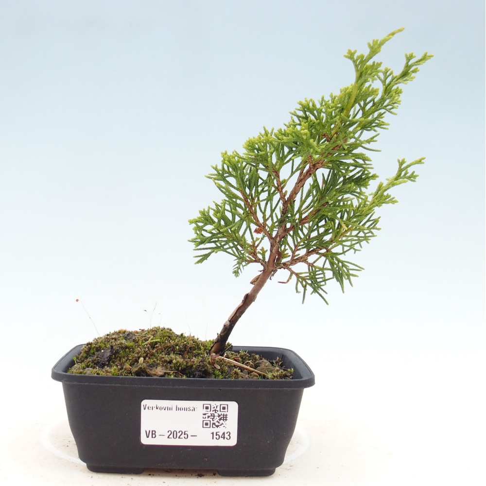 Outdoor bonsai - Juniperus chinensis Itoigawa - Jałowiec chiński