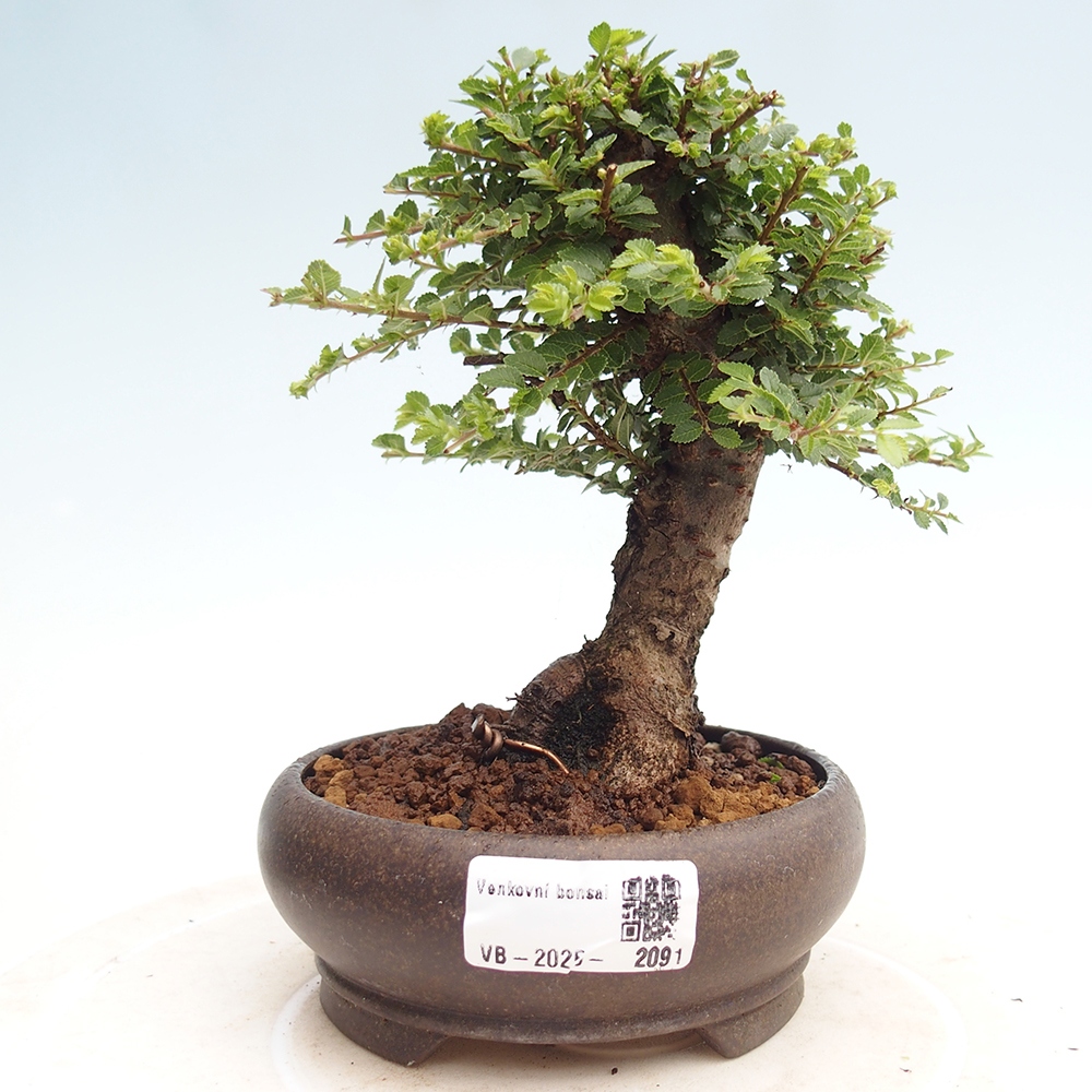 Bonsai zewnętrzne - Ulmus parvifolia Hokkaido - wiąz chiński
