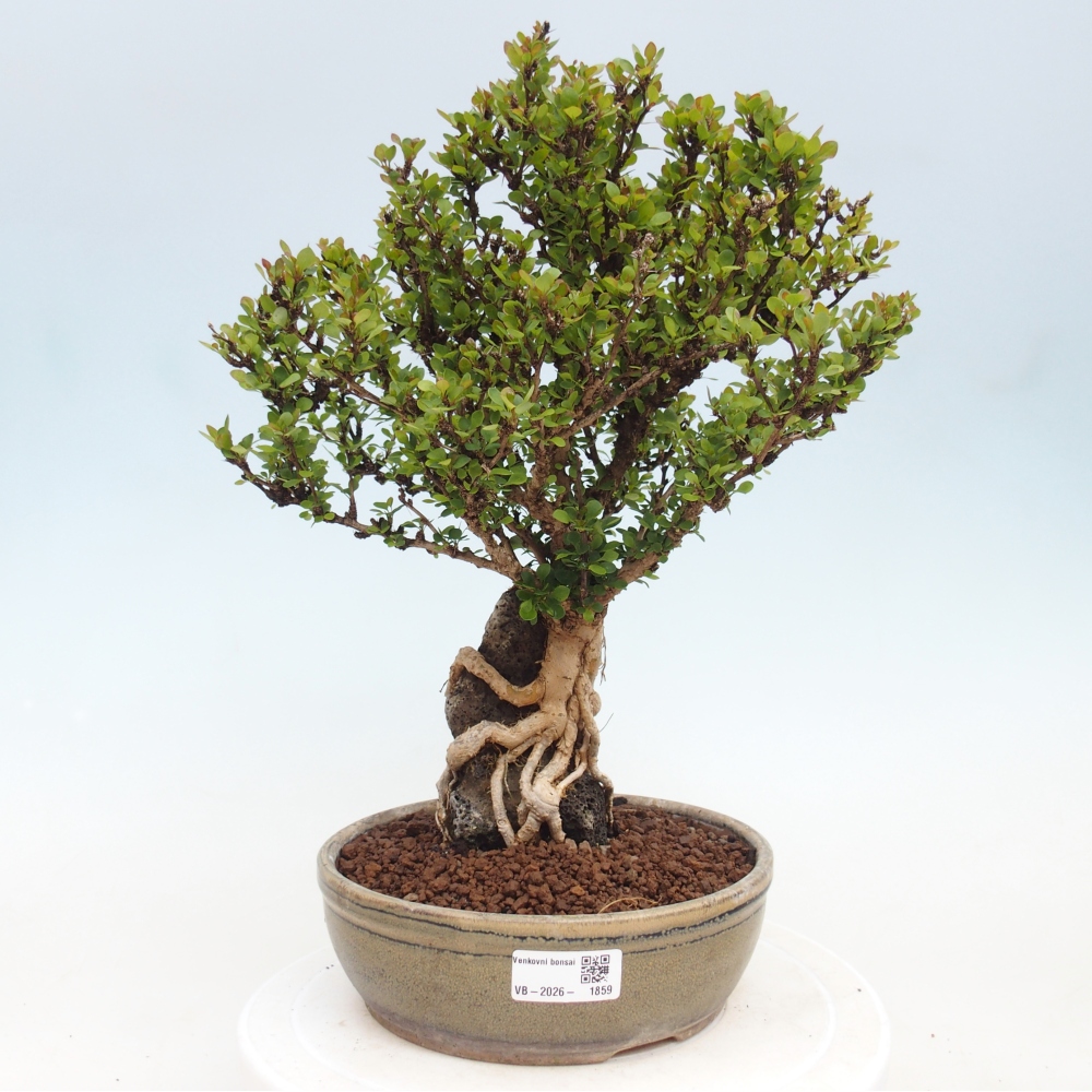 Bonsai zewnętrzne - Berberis coreana