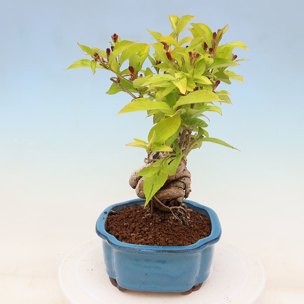 Bonsai ogrodowe – Weigela subsessilis – Weigela koreańska