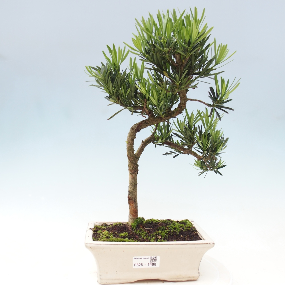 Pokój bonsai - Podocarpus - Kamienny cis
