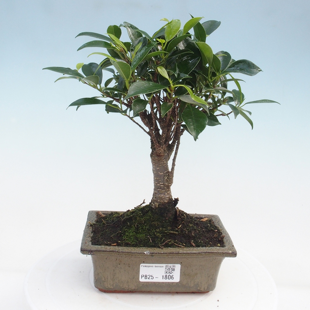Bonsai wewnętrzne - Ficus retusa - figowiec drobnolistny