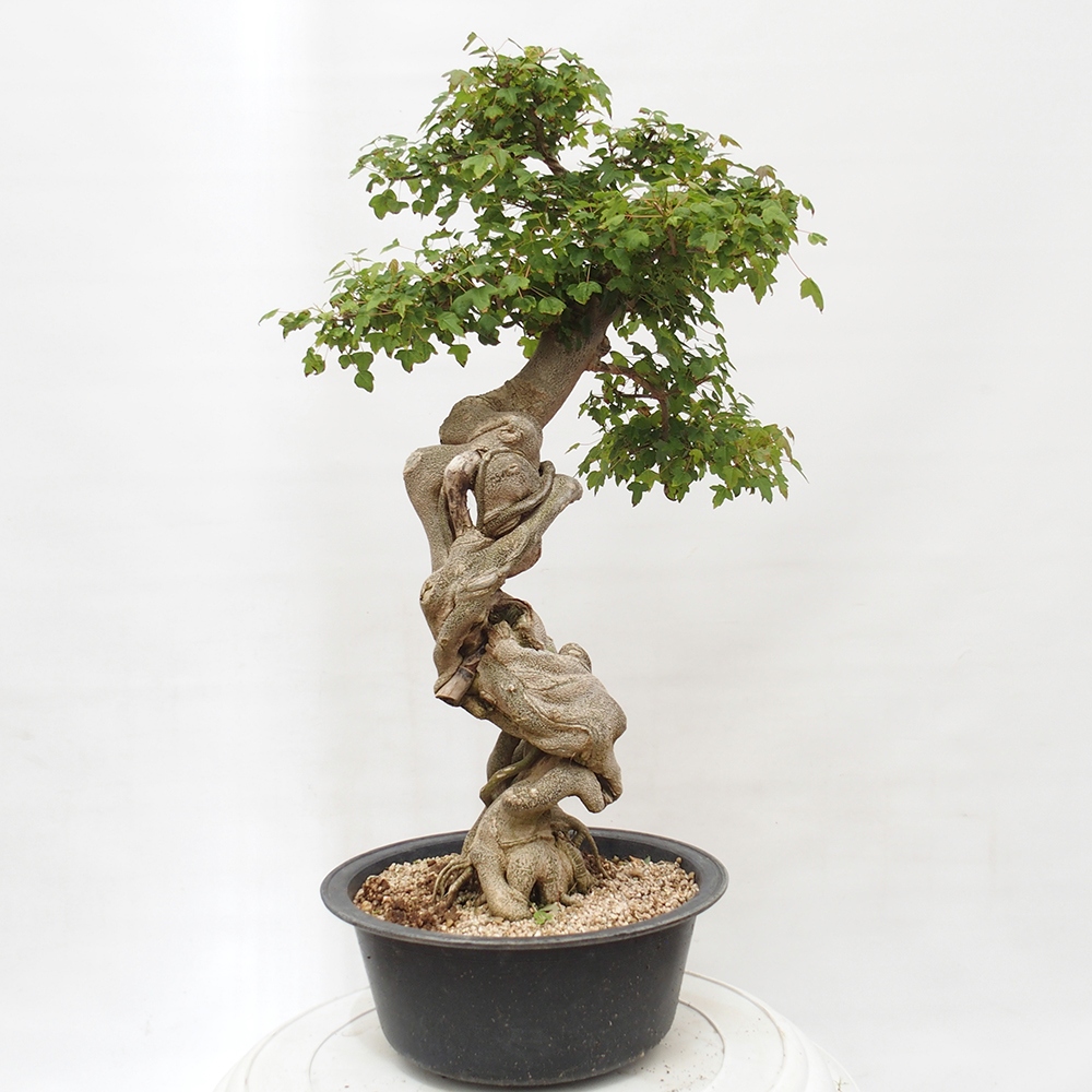 Outdoor bonsai - Maple Buergerianum - Burger Maple