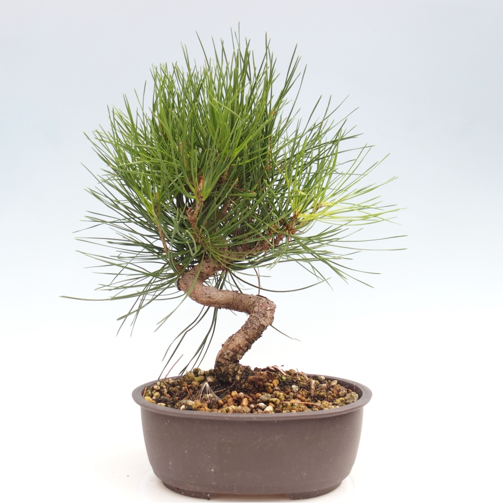 Bonsai ogrodowe - Pinus thunbergii - Sosna Thunbergia