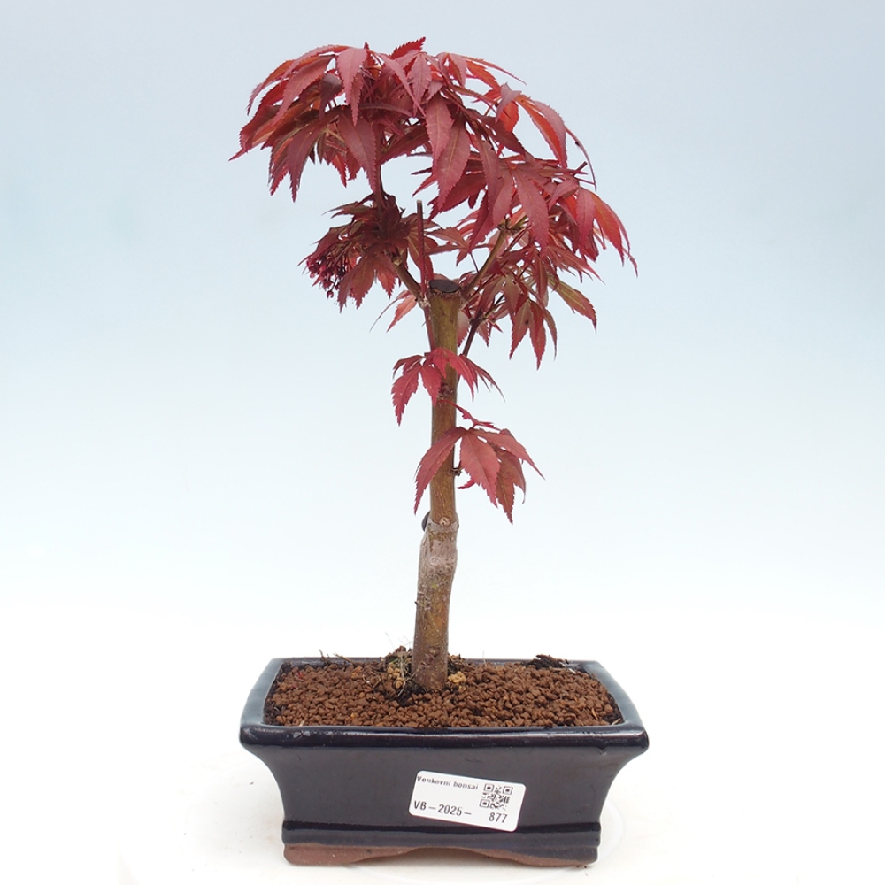 Bonsai zewnętrzne - palma Acer. Klon Atropurpureum-Palmleaf