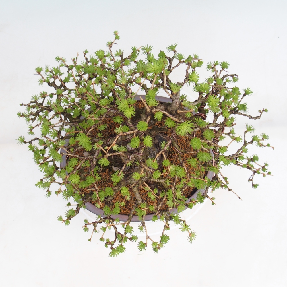 Outdoor bonsai - Larix decidua - Modrzew