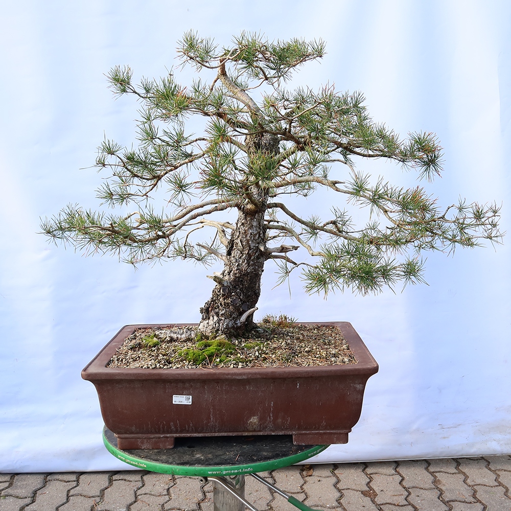 Pinus sylvestris Hiszpania – sosna zwyczajna