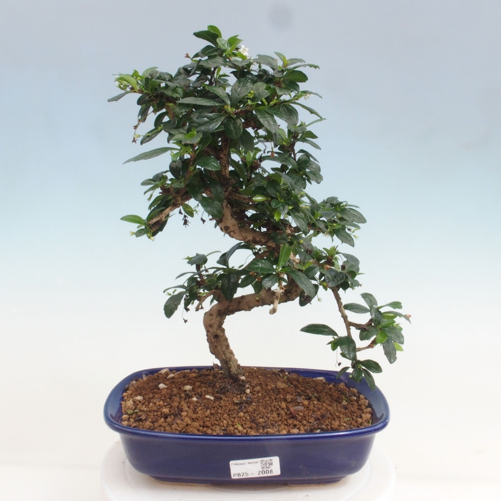 Pokój bonsai - Carmona macrophylla - Tea fuki