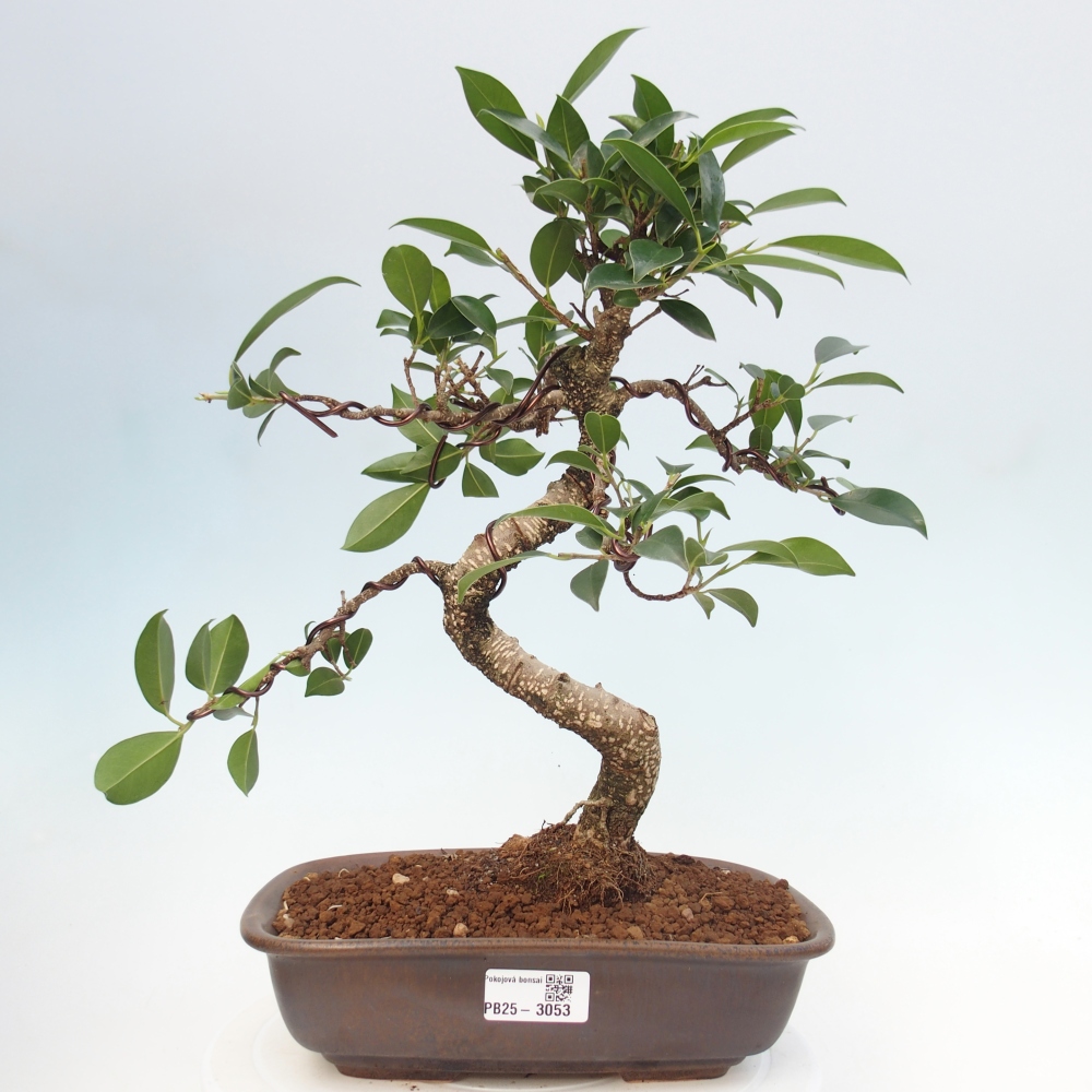 Kryty bonsai - kimono Ficus - figowiec drobnolistny