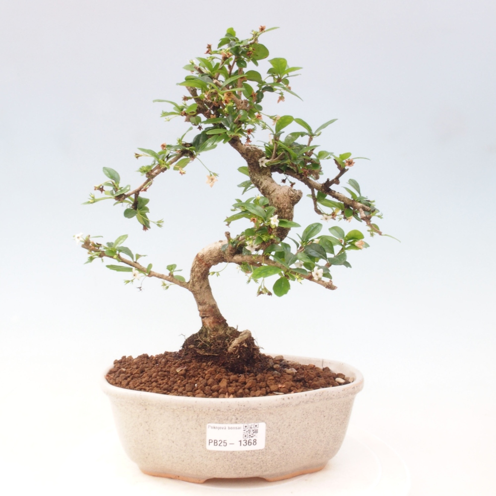 Pokój bonsai - Carmona macrophylla - Tea fuki