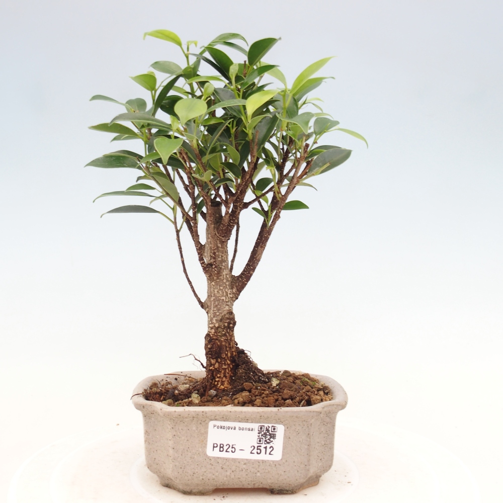 Pokojová bonsai - Ficus retusa - malolistý fíkus