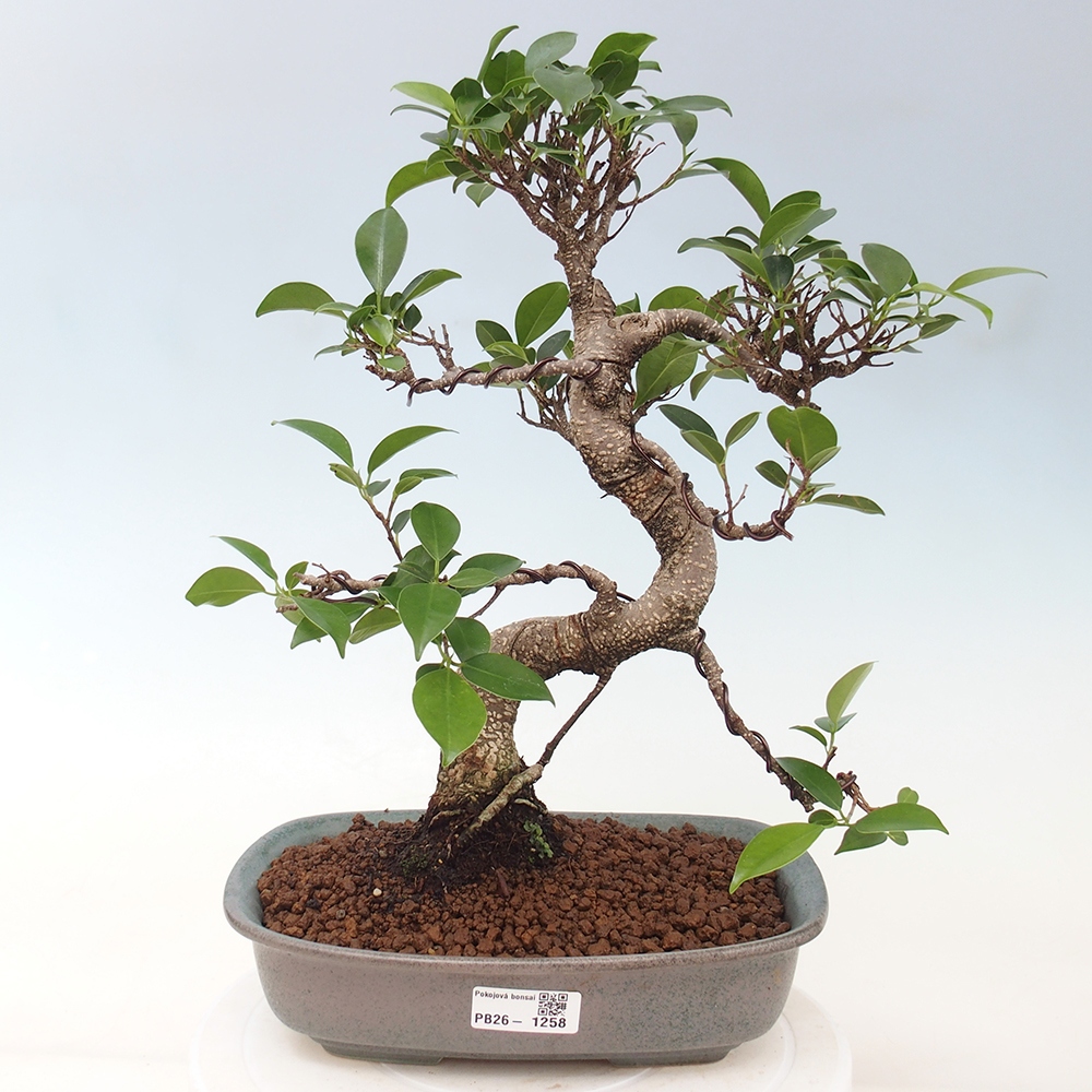 Kryty bonsai - kimono Ficus - figowiec drobnolistny