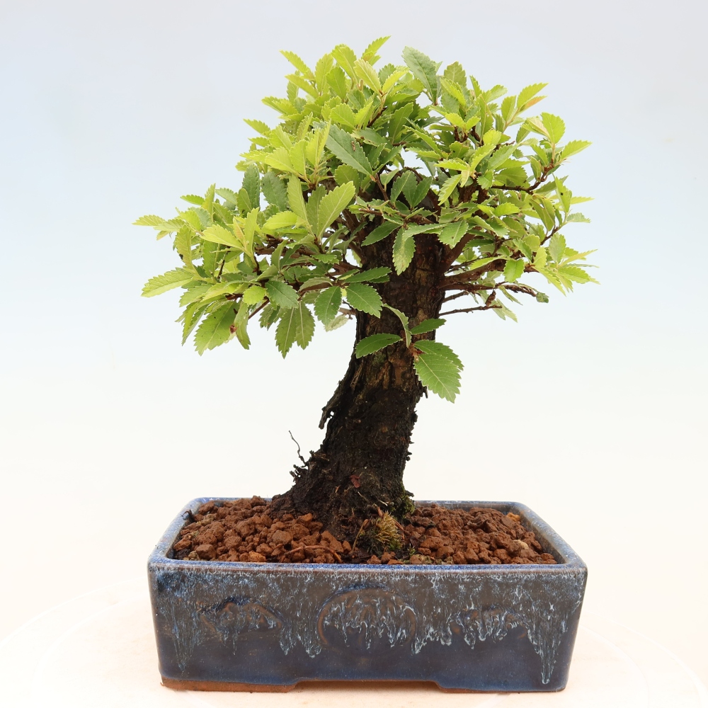 Bonsai zewnętrzne - Zelkova - Zelkova NIRE
