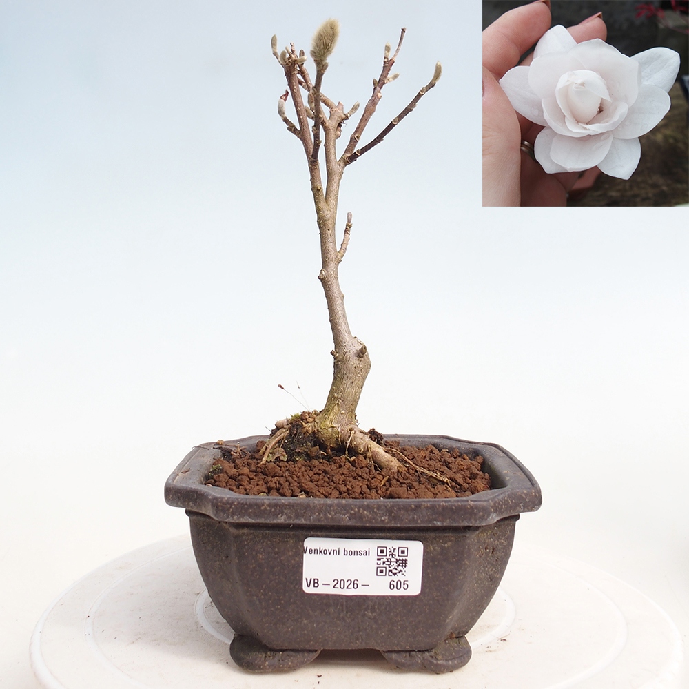 Bonsai na zewnątrz - Magnolia stellata