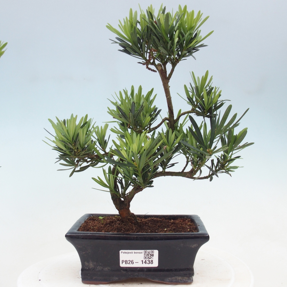 Pokój bonsai - Podocarpus - Kamienny cis