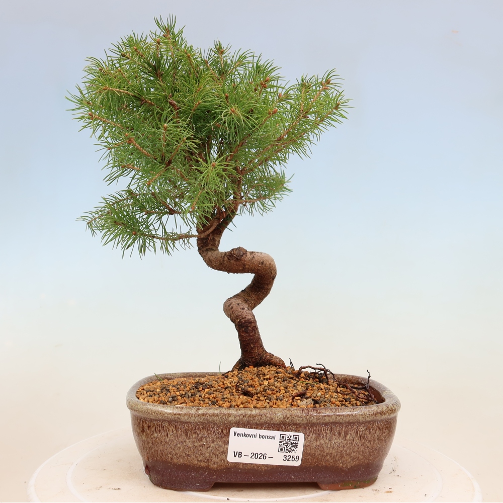 Outdoor bonsai - Świerk pospolity - Picea glauca globe