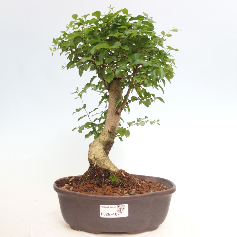 Pokój bonsai - Ligustrum chinensis - Dziób ptaka