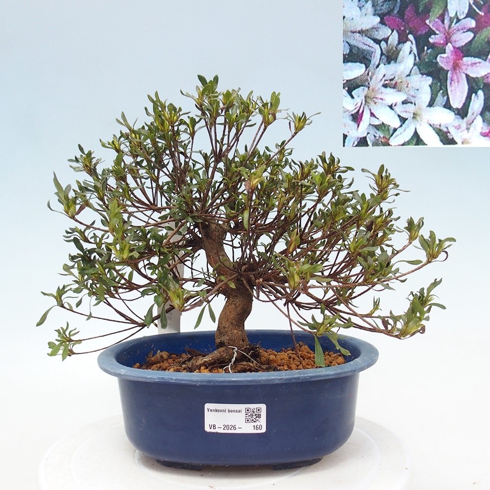 Bonsai zewnętrzne - Azalia japońska - Azalea Ryusen