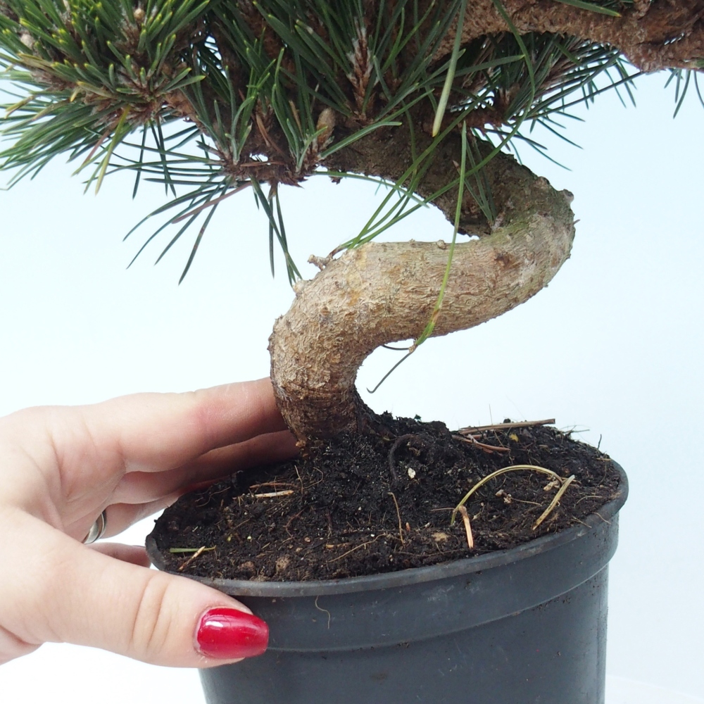 Outdoor bonsai - Pinus thunbergii senjyumaru - Sosna Thunberga