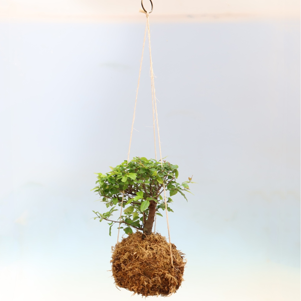 Kokedama w ceramice - Herbata Sagerecia - Sageretia thea