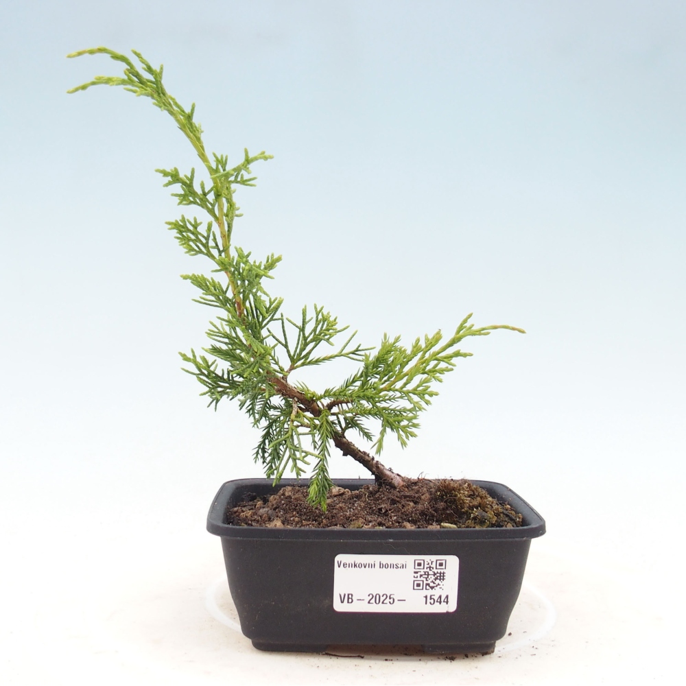 Outdoor bonsai - Juniperus chinensis Itoigawa - Jałowiec chiński