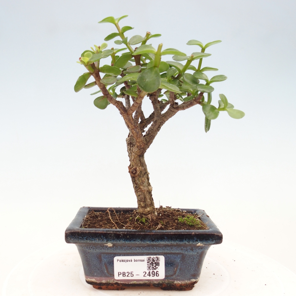 Kryty bonsai - Portulakaria Afra - Tlustice