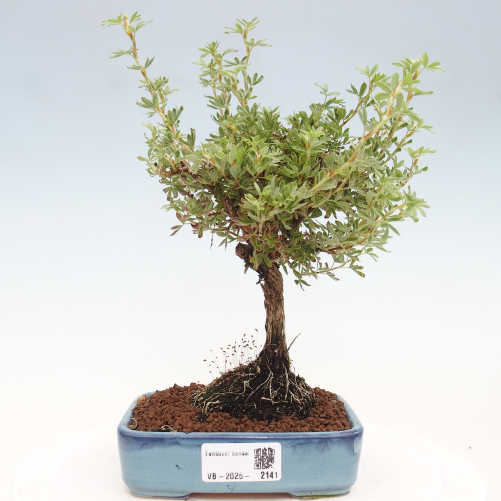 Outdoor bonsai-Pięciolistnik - Potentila fruticosa żółty Ptak