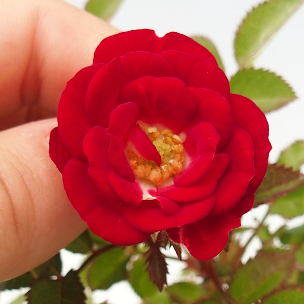 Bonsai na zewnątrz - Rosa Kordes - róża 