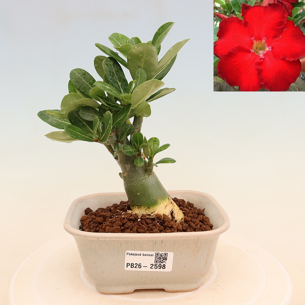 Bonsai pokojowe – Adenium obesum Red Star – Róża pustynna