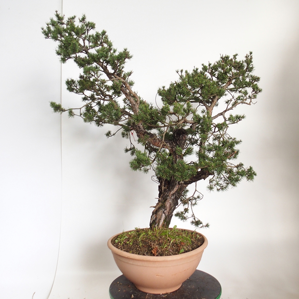 Yamadori - Pinus sylvestris Hiszpania