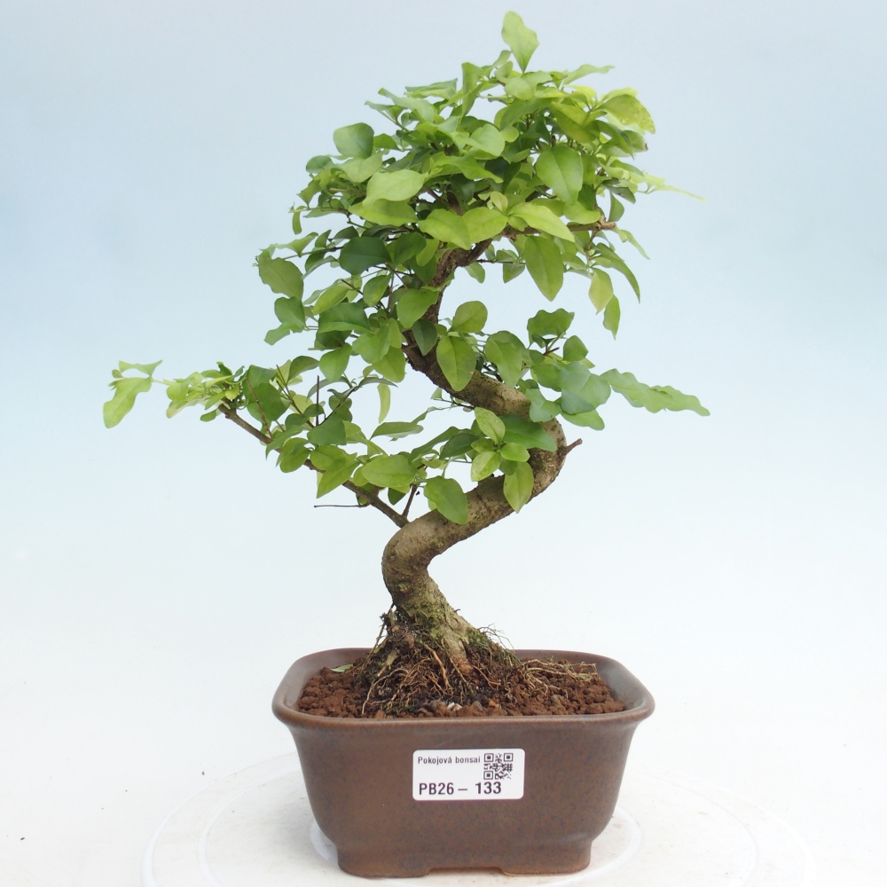 Pokój bonsai - Ligustrum chinensis - Dziób ptaka