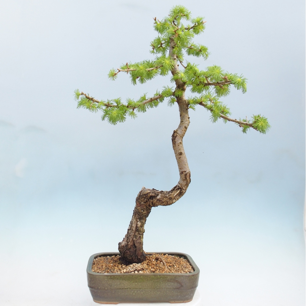 Outdoor bonsai - Larix decidua - Modrzew