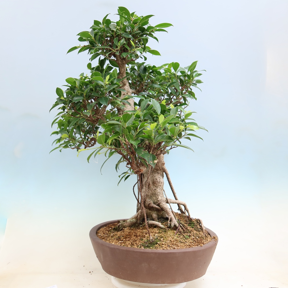Pokój bonsai - Ficus kimmen - figowiec drobnolistny