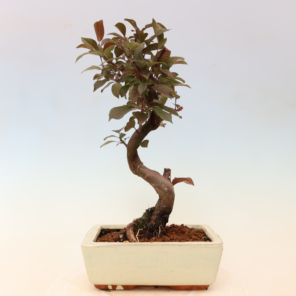 Outdoor bonsai - Malus domestica - Jabłoń czerwonolistna o małych owocach