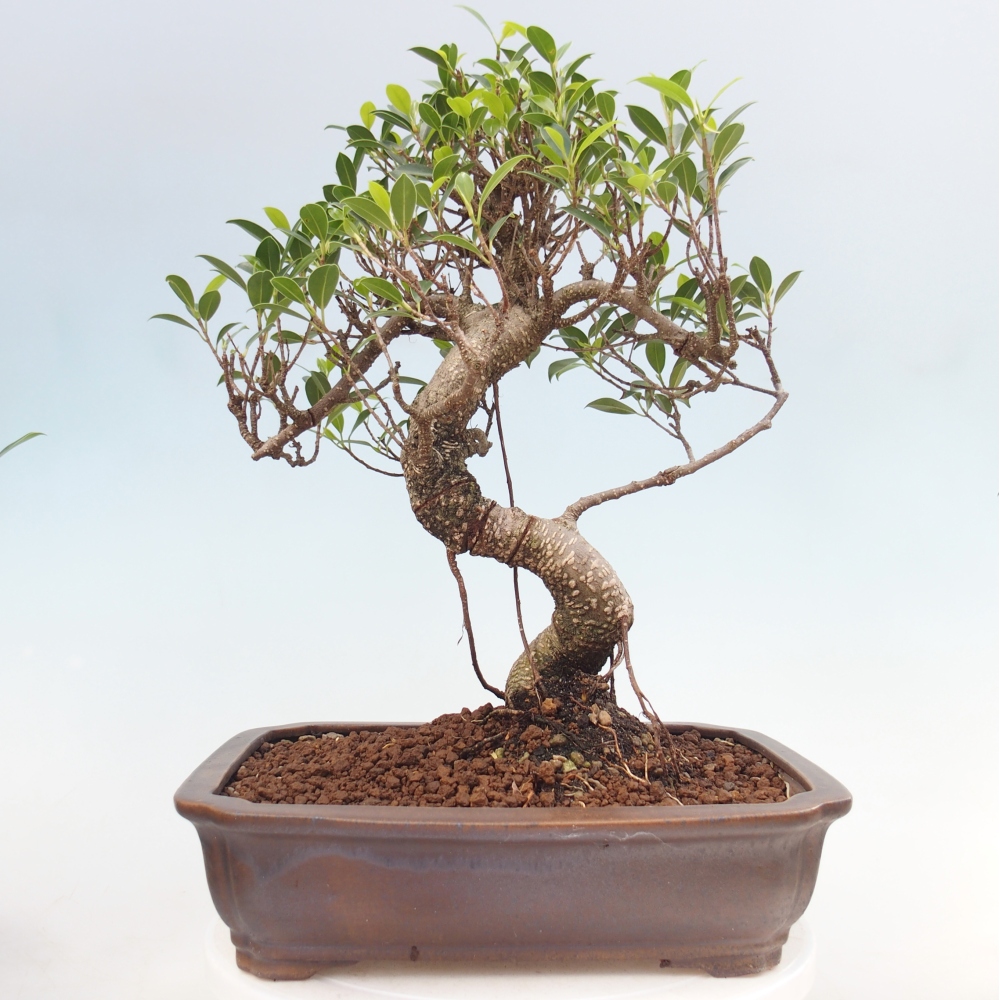 Pokój bonsai - Ficus kimmen - figowiec drobnolistny