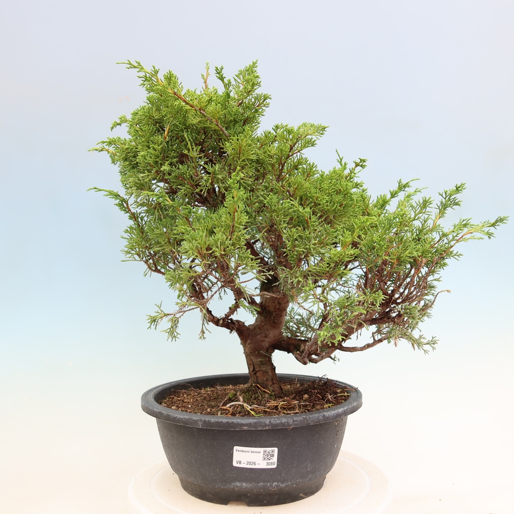 Bonsai ogrodowe – Juniperus chinensis Itoigawa – jałowiec chiński