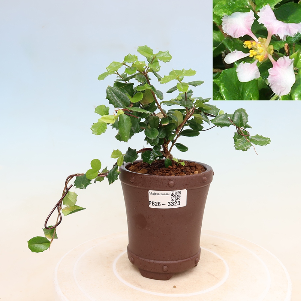 Bonsai pokojowe – Malpighia barbadoska – Malpighia coccigera