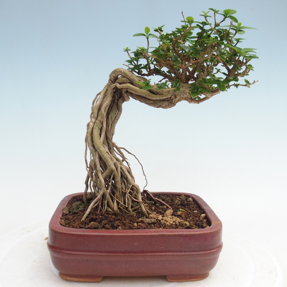 Indoor bonsai - Premna serratifolia - Kozlovna malolista