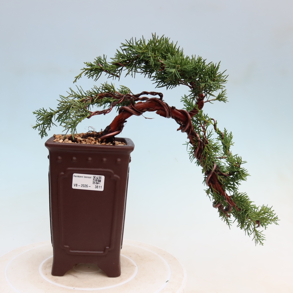 Outdoor bonsai - Juniperus chinensis Kishu