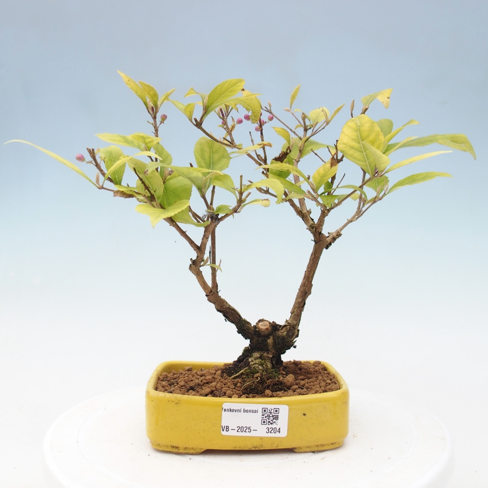 Outdoor bonsai - callicarpa jap Leucocarpa