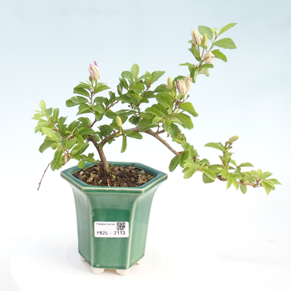 Kryty bonsai - Grewia occidentalis - Lawendowa gwiazda