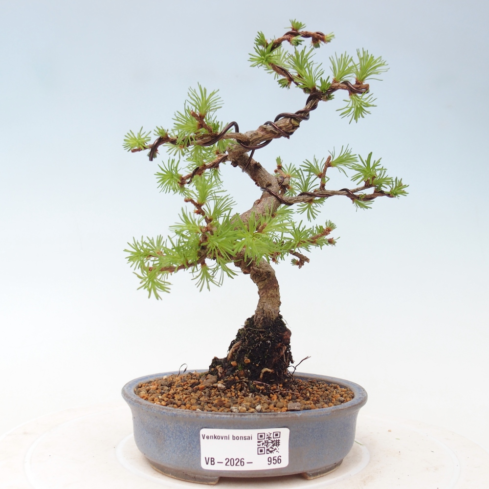Outdoor bonsai - Larix Kaempferi - Modrzew japoński