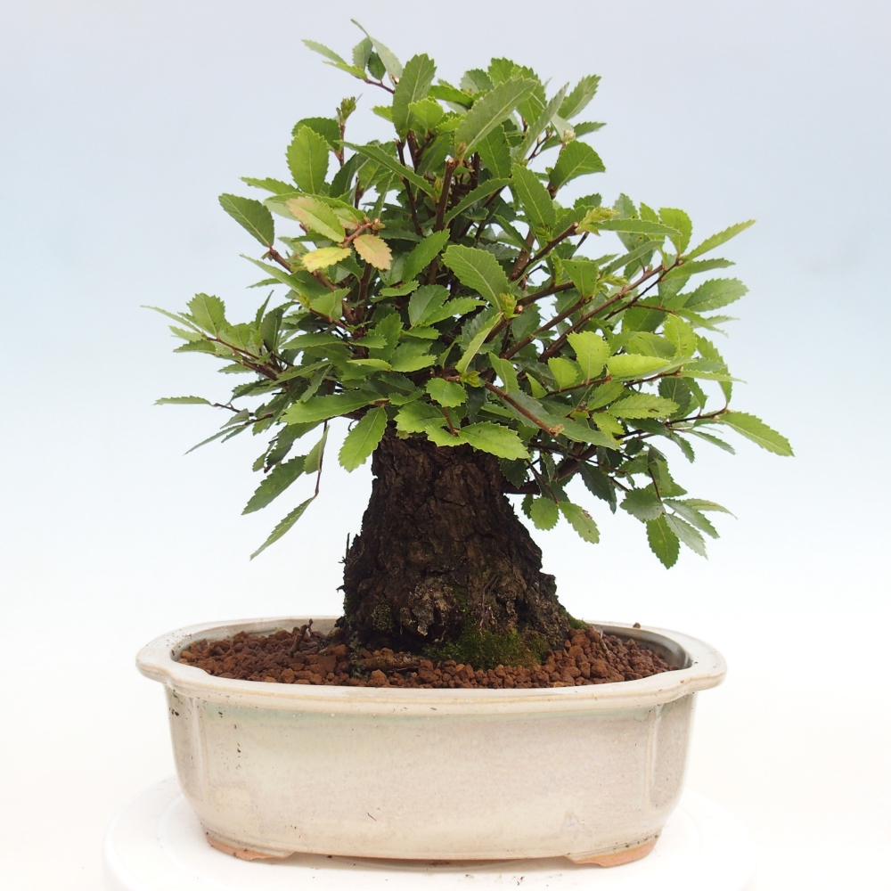 Outdoor bonsai - Zelkova - Zelkova NIRE