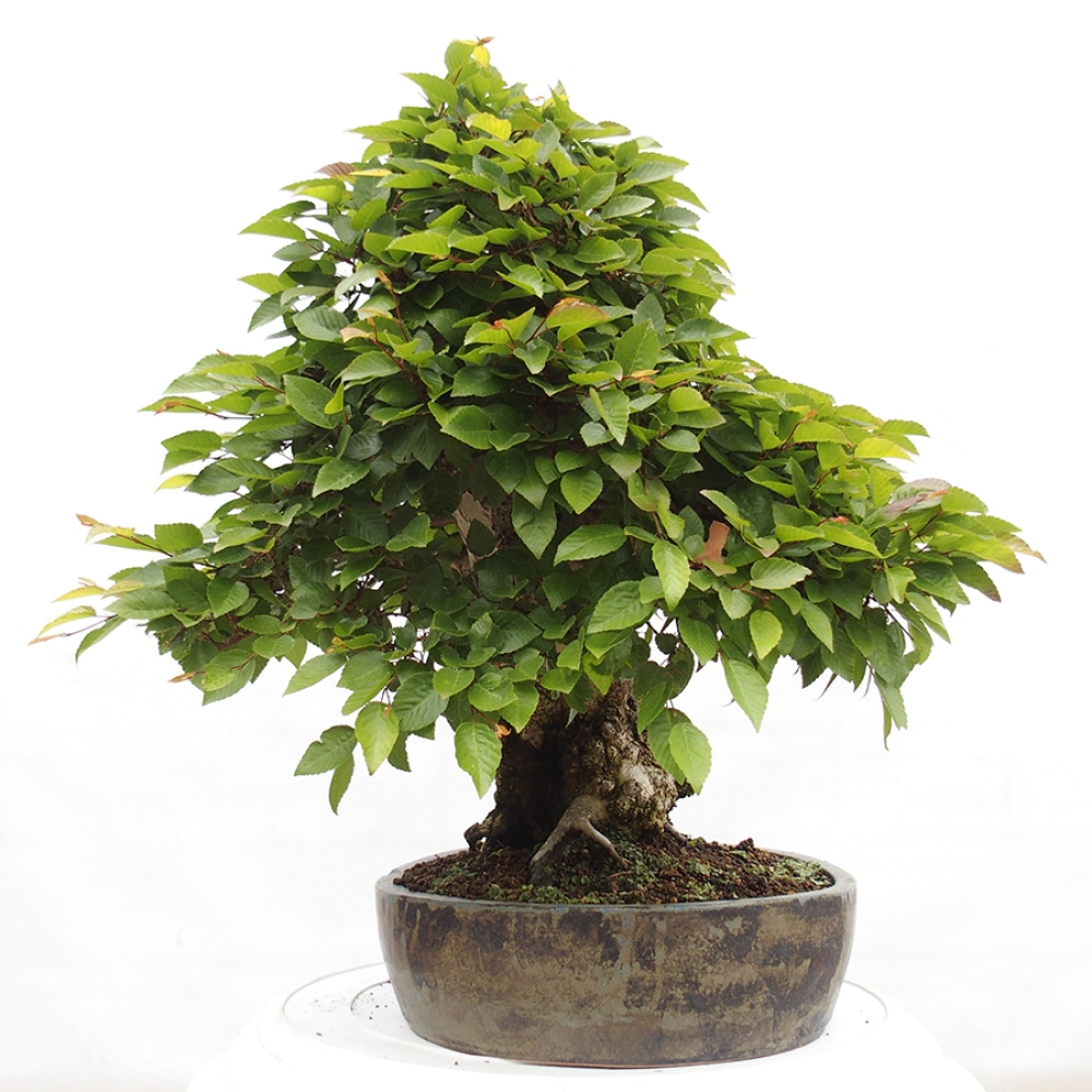 Bonsai zewnętrzne -Carpinus CARPINOIDES - grab koreański