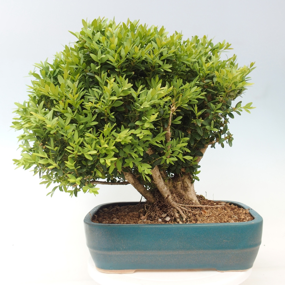 Bonsai zewnętrzne - Buxus sempervirens - bukszpan