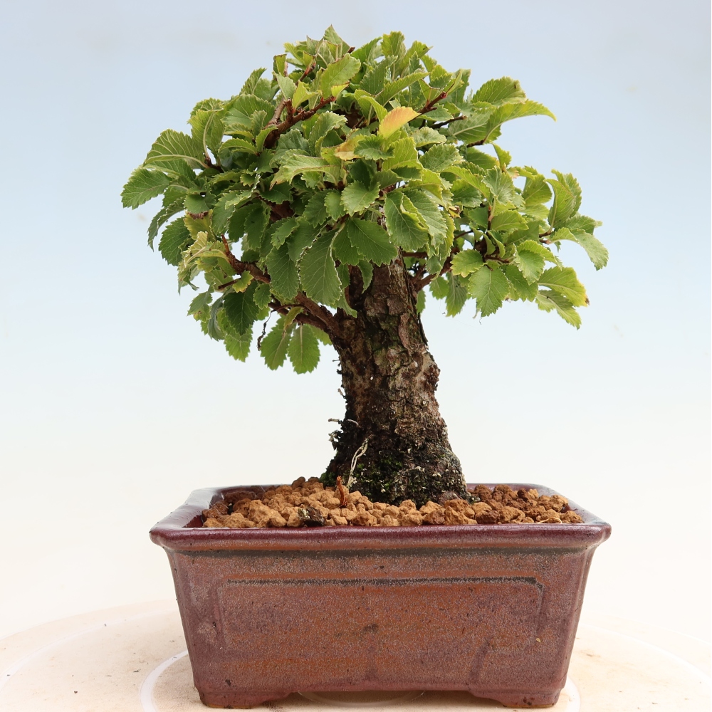 Bonsai zewnętrzne - Zelkova - Zelkova NIRE