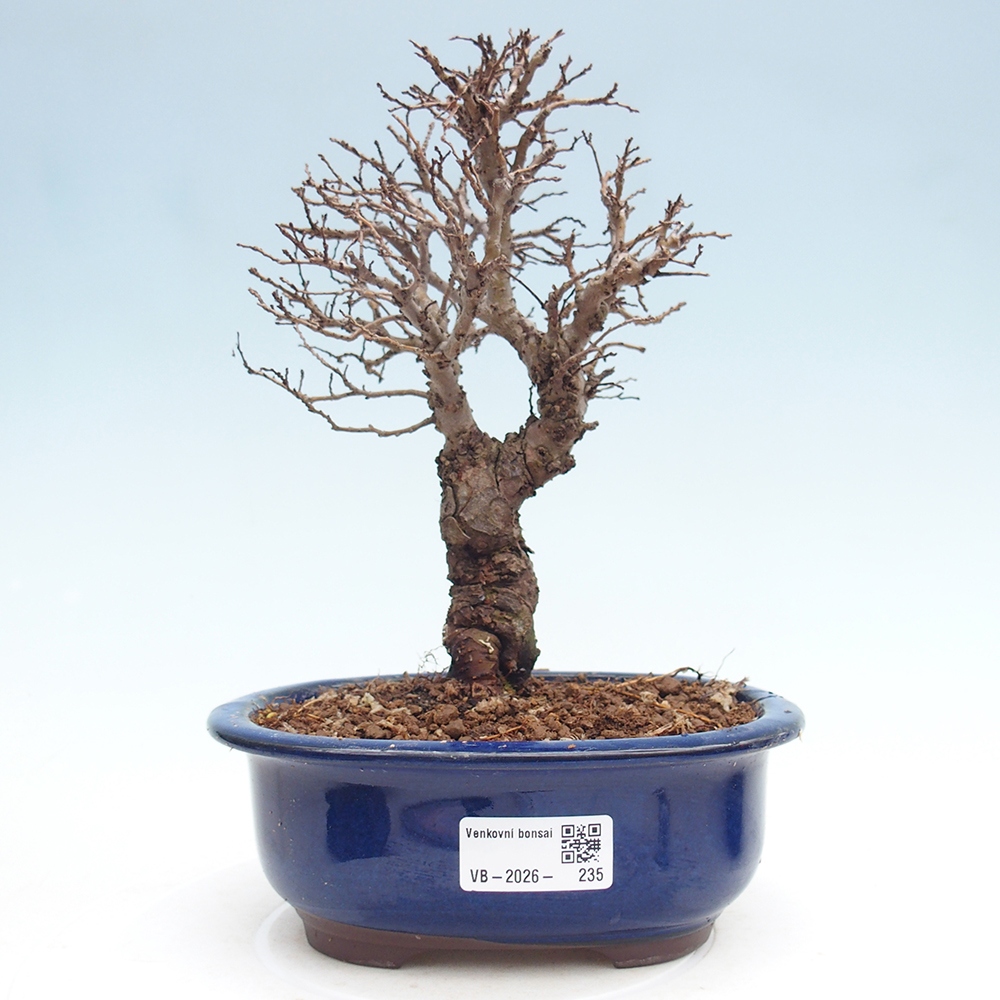 Bonsai zewnętrzne - Zelkova - Zelkova NIRE